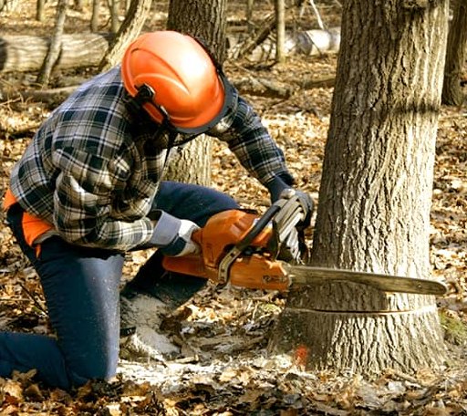 Tree Removal in Beech Bluff, TN